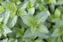 Mentha piperita 'Black Mitcham' (Engelse zwarte munt)