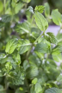 Mentha piperita 'Black Mitcham' (Engelse zwarte munt)