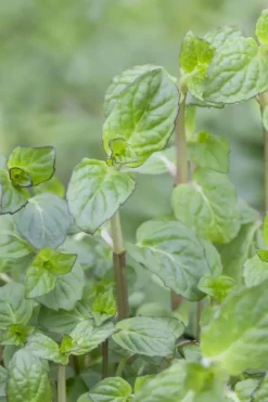 Mentha piperita 'Black Mitcham' (Engelse zwarte munt)