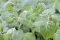 Mentha piperita 'Black Mitcham' (Engelse zwarte munt)