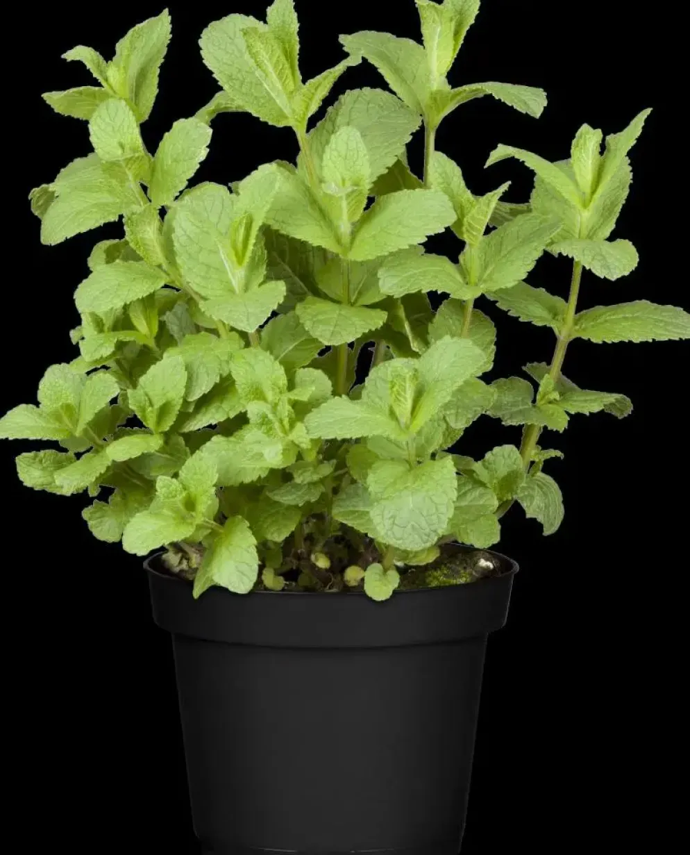 Mentha piperita 'Black Mitcham' (Engelse zwarte munt)