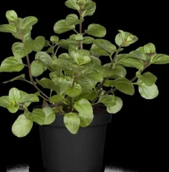 Mentha piperita 'Black Mitcham' (Engelse zwarte munt)