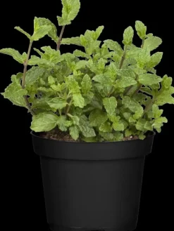 Mentha piperita 'Black Mitcham' (Engelse zwarte munt)