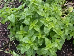 Mentha piperita 'Black Mitcham' (Engelse zwarte munt)