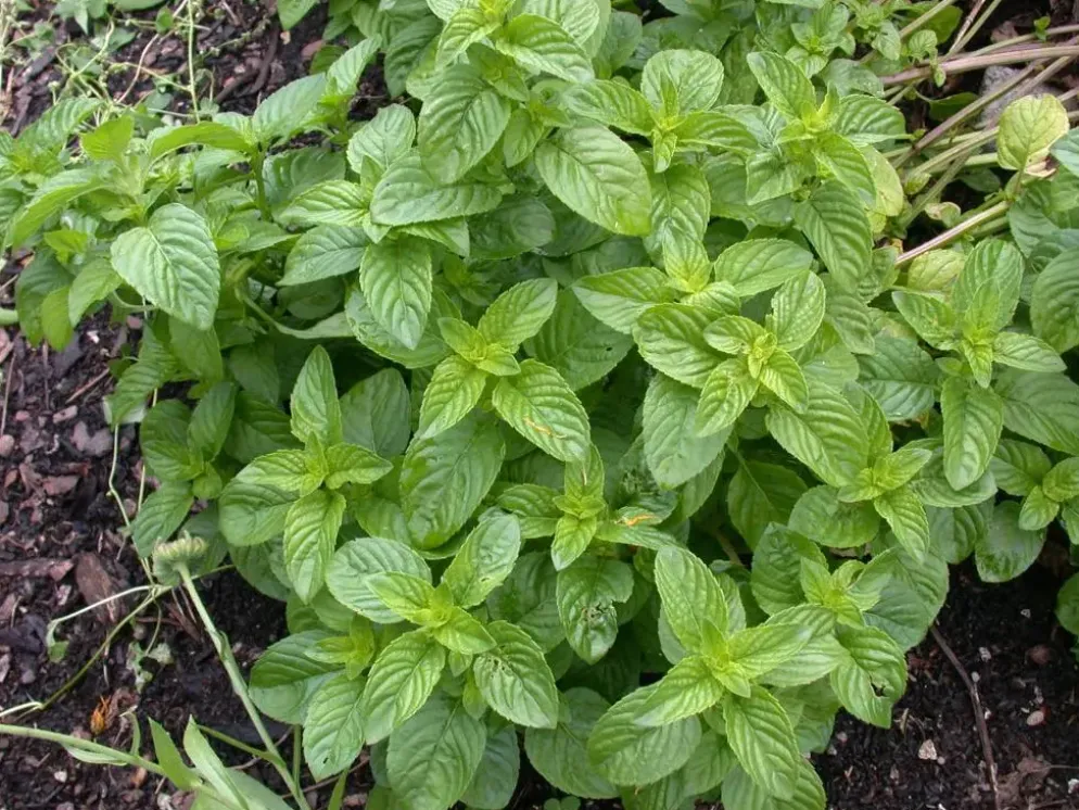 Mentha piperita 'Black Mitcham' (Engelse zwarte munt)