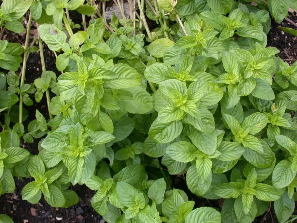 Mentha piperita 'Black Mitcham' (Engelse zwarte munt)