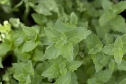 Mentha piperita 'Black Mitcham' (Engelse zwarte munt)