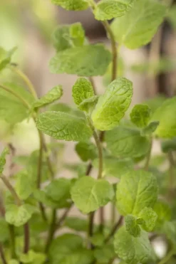 Mentha piperita 'Black Mitcham' (Engelse zwarte munt)