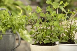 Mentha piperita 'Black Mitcham' (Engelse zwarte munt)