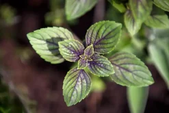 Mentha piperita 'Chocolate' (Chocolademunt)
