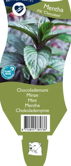 Mentha piperita 'Chocolate' (Chocolademunt)
