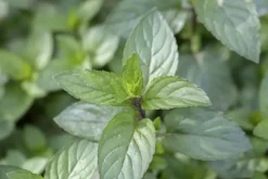 Mentha piperita 'Chocolate' (Chocolademunt)