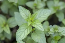 Mentha piperita 'Chocolate' (Chocolademunt)