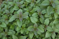 Mentha piperita 'Chocolate' (Chocolademunt)