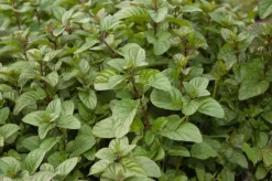 Mentha piperita 'Chocolate' (Chocolademunt)