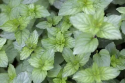 Mentha piperita 'Chocolate' (Chocolademunt)