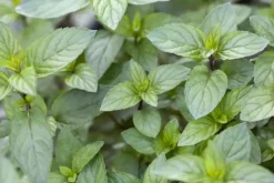 Mentha piperita 'Chocolate' (Chocolademunt)