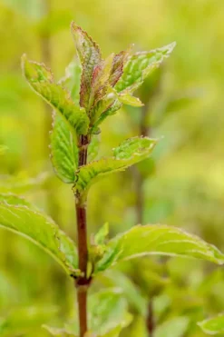 Mentha piperita 'Chocolate' (Chocolademunt)