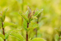 Mentha piperita 'Chocolate' (Chocolademunt)