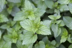 Mentha piperita 'Chocolate' (Chocolademunt)