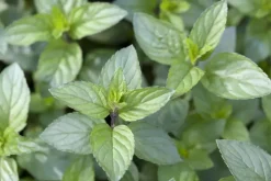 Mentha piperita 'Chocolate' (Chocolademunt)