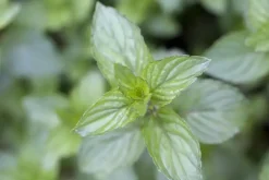 Mentha piperita 'Chocolate' (Chocolademunt)