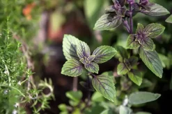 Mentha piperita 'Chocolate' (Chocolademunt)