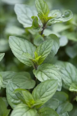 Mentha piperita 'Chocolate' (Chocolademunt)