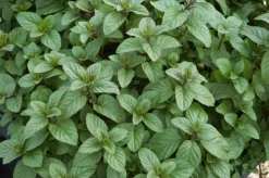 Mentha piperita 'Chocolate' (Chocolademunt)