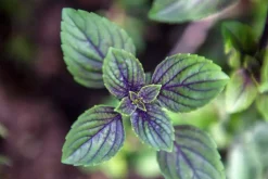 Mentha piperita 'Chocolate' (Chocolademunt)