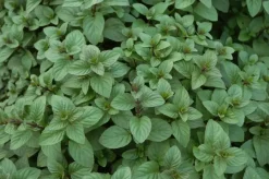 Mentha piperita 'Chocolate' (Chocolademunt)