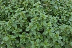 Mentha piperita 'Chocolate' (Chocolademunt)