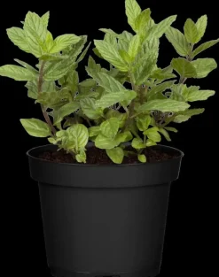 Mentha piperita 'Chocolate' (Chocolademunt)