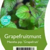 Mentha piperita (Grapefruitmunt)