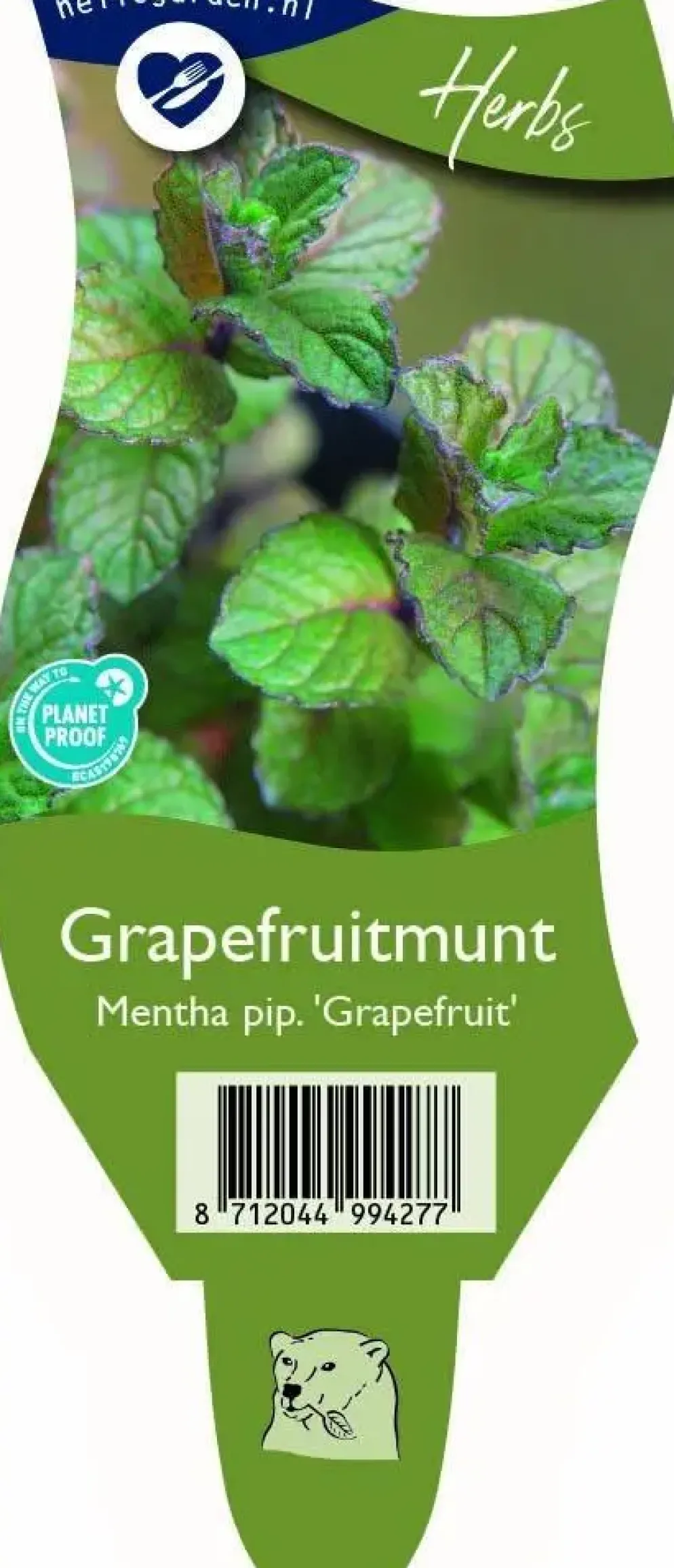Mentha piperita (Grapefruitmunt)