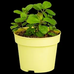 Mentha piperita (Grapefruitmunt)