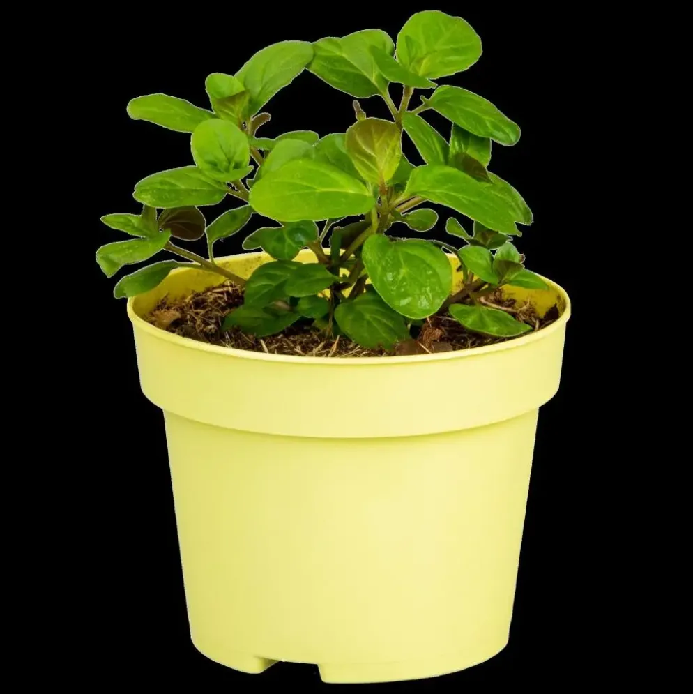 Mentha piperita (Grapefruitmunt)