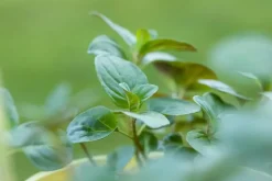 Mentha piperita (Grapefruitmunt)