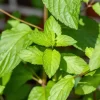 Mentha piperita 'Lemon' (Citroenmunt)