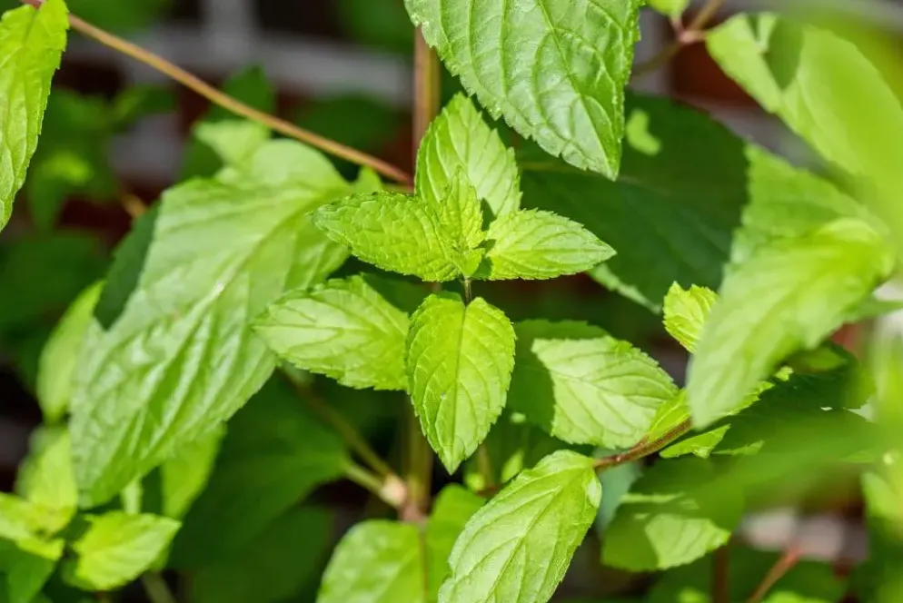 Mentha piperita 'Lemon' (Citroenmunt)