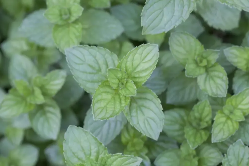 Mentha piperita 'Lemon' (Citroenmunt)