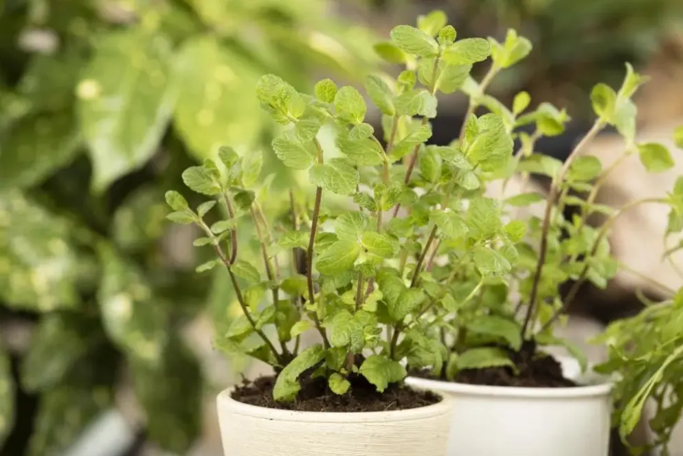Mentha piperita 'Lemon' (Citroenmunt)