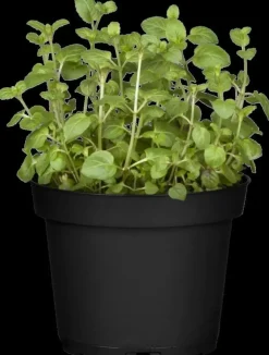 Mentha piperita 'Lemon' (Citroenmunt)