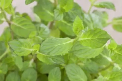 Mentha piperita 'Lemon' (Citroenmunt)