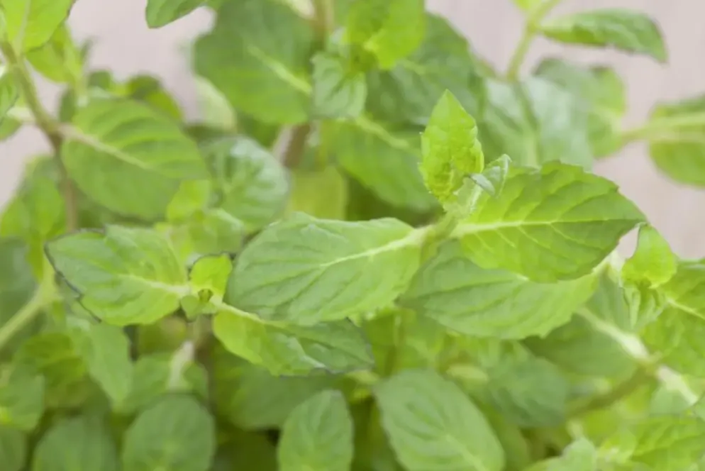 Mentha piperita 'Lemon' (Citroenmunt)