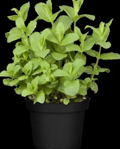Mentha piperita 'Lemon' (Citroenmunt)
