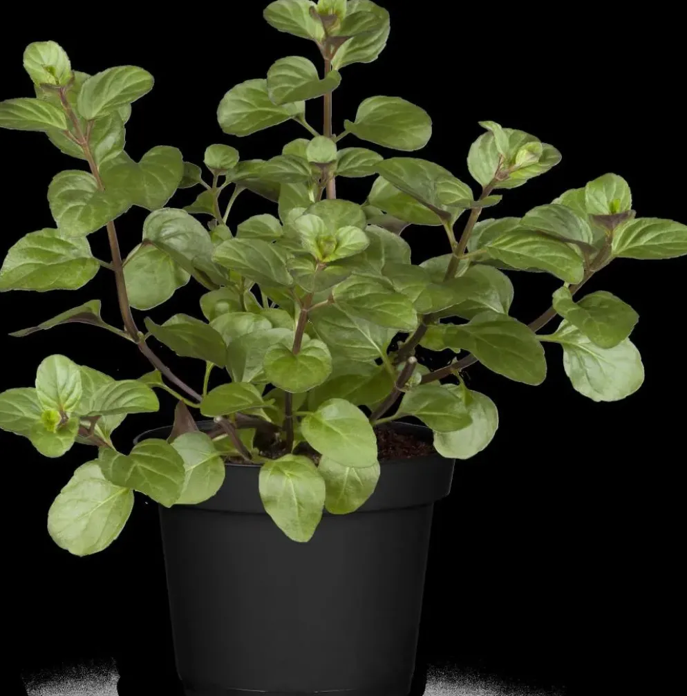 Mentha piperita 'Lemon' (Citroenmunt)