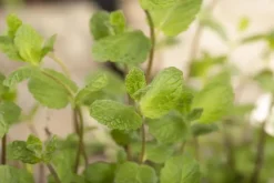Mentha piperita 'Lemon' (Citroenmunt)
