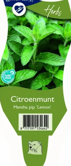Mentha piperita 'Lemon' (Citroenmunt)