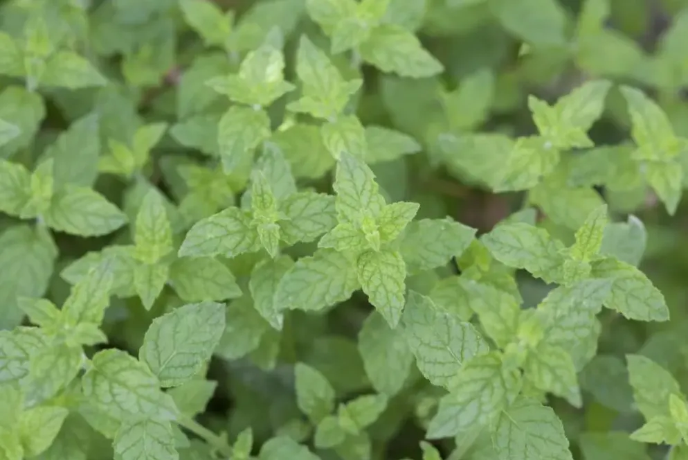 Mentha piperita 'Lemon' (Citroenmunt)